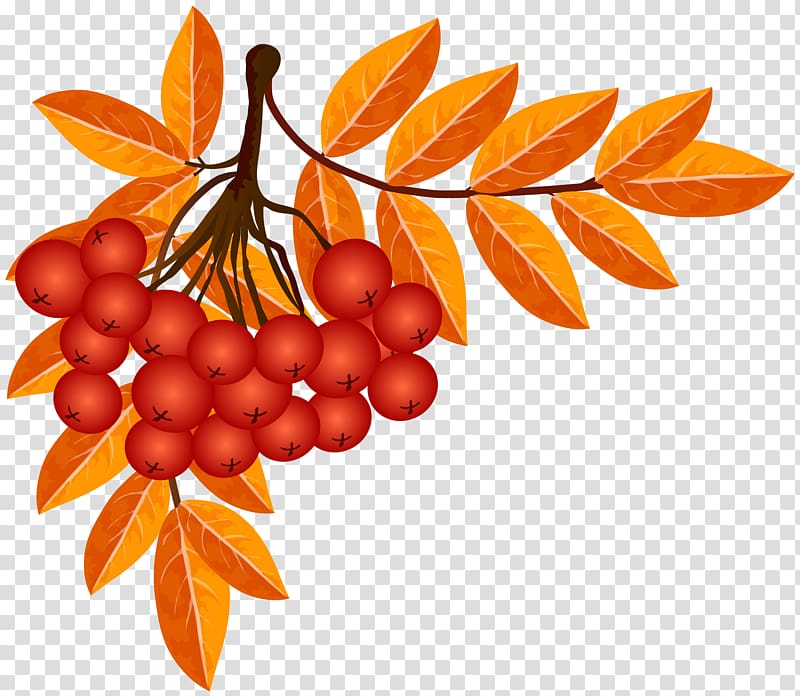 Autumn Season Weather , fall decoration transparent background PNG clipart