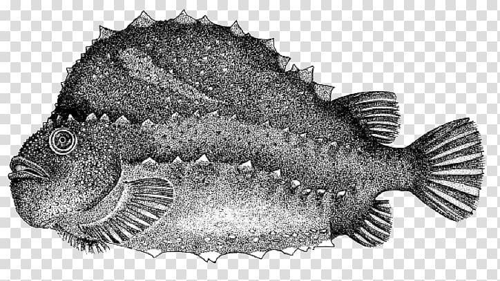 Grey triggerfish Cyclopterus lumpus True tunas Atlantic blue marlin ...