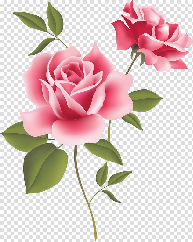 Vintage Roses: Beautiful Varieties for Home and Garden Pink , fuchsia frame transparent background PNG clipart