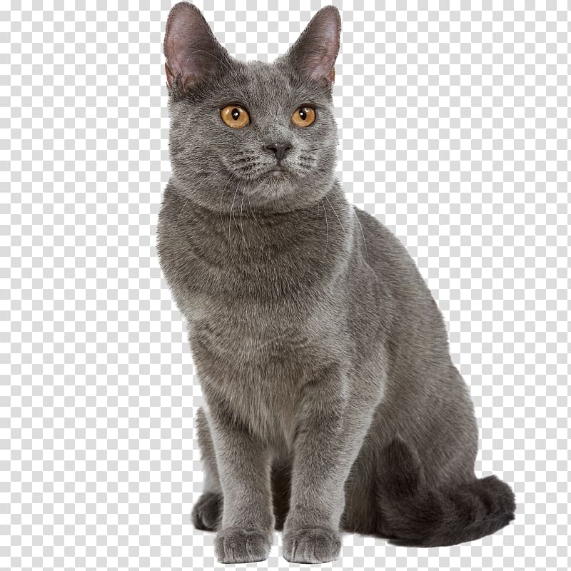 Chartreux Turkish Angora Exotic Shorthair Cat breed Kitten, kitten transparent background PNG clipart