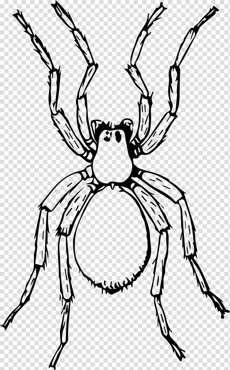 Miss Spider Drawing Aunt Sponge , spider transparent background PNG clipart