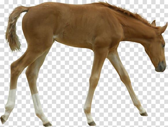 Foal Mustang Mare Colt Stallion, horseandfoal transparent background PNG clipart