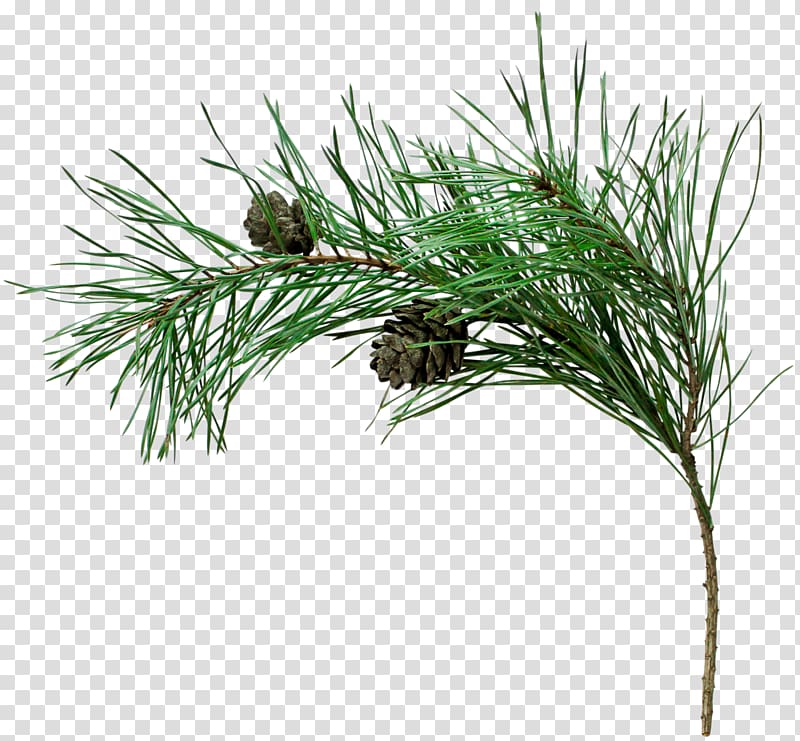 Spruce Stone pine Fir Tree Conifer cone, christmas postcard transparent background PNG clipart