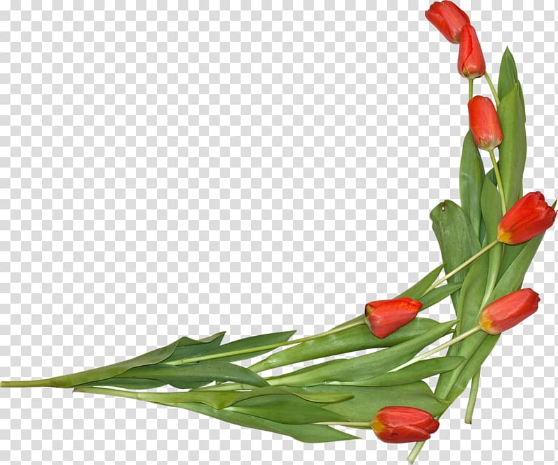 The Tulip: The Story of a Flower That Has Made Men Mad , tulip transparent background PNG clipart