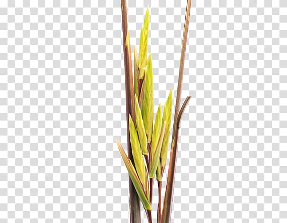 Grasses Heliconia psittacorum Pleiostachya pruinosa Strelitzia nicolai, Strelitzia reginae transparent background PNG clipart