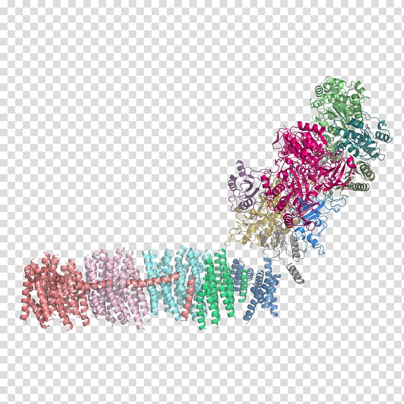 NADH:ubiquinone oxidoreductase Nicotinamide adenine dinucleotide NADH dehydrogenase NDUFV1, others transparent background PNG clipart