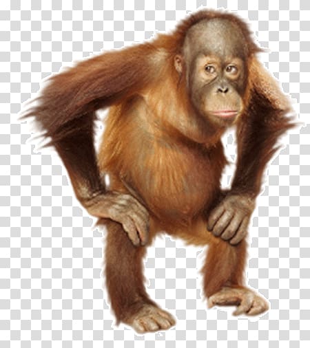 Monkey Portraits Orangutan grapher, orangutan transparent background PNG clipart