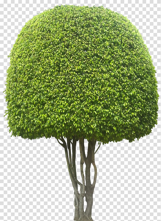 Weeping fig Ficus microcarpa Evergreen Tree Hedge, bonsai transparent background PNG clipart