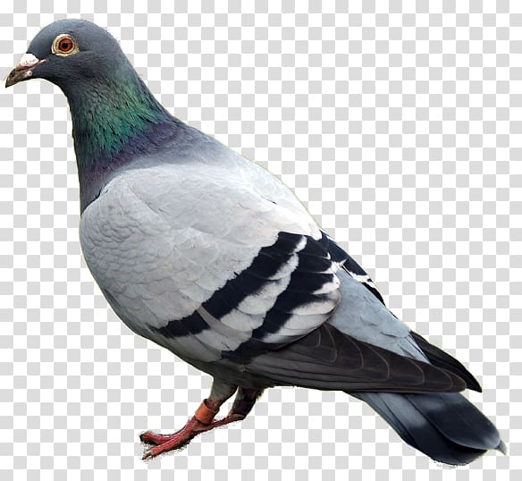 Domestic pigeon Columbidae, pigeon transparent background PNG clipart