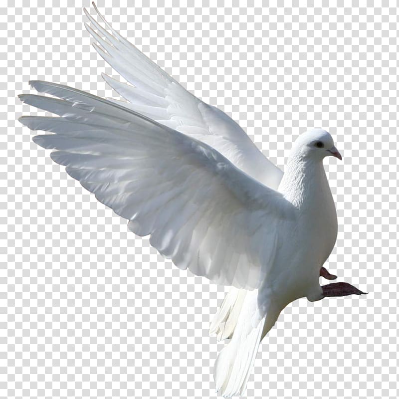 white dove, Columbidae Bird Rock dove Gulls Squab, Pigeon pigeon,Pigeons transparent background PNG clipart