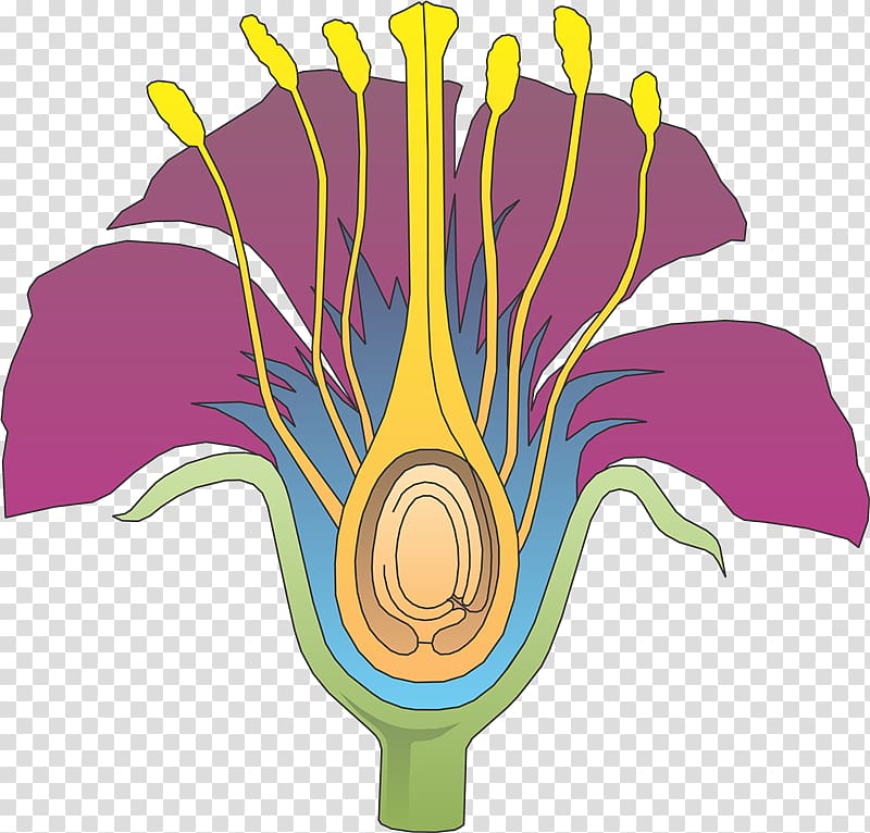 Organ Plant reproduction Reproductive system Flower, Lq transparent ...