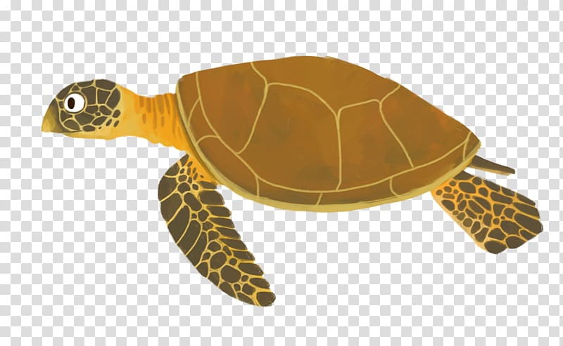 Loggerhead sea turtle Reptile Box turtles, turtle transparent background PNG clipart