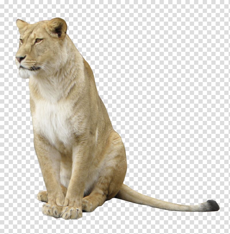 african lions squatting to pull free transparent background PNG clipart