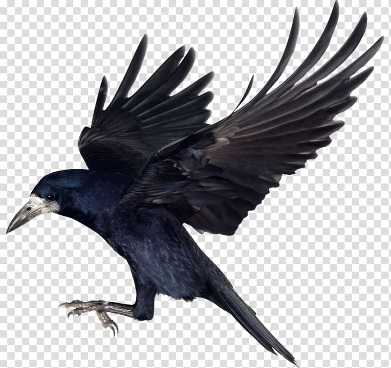 Rook Bird Common raven Carrion crow, Bird transparent background PNG clipart