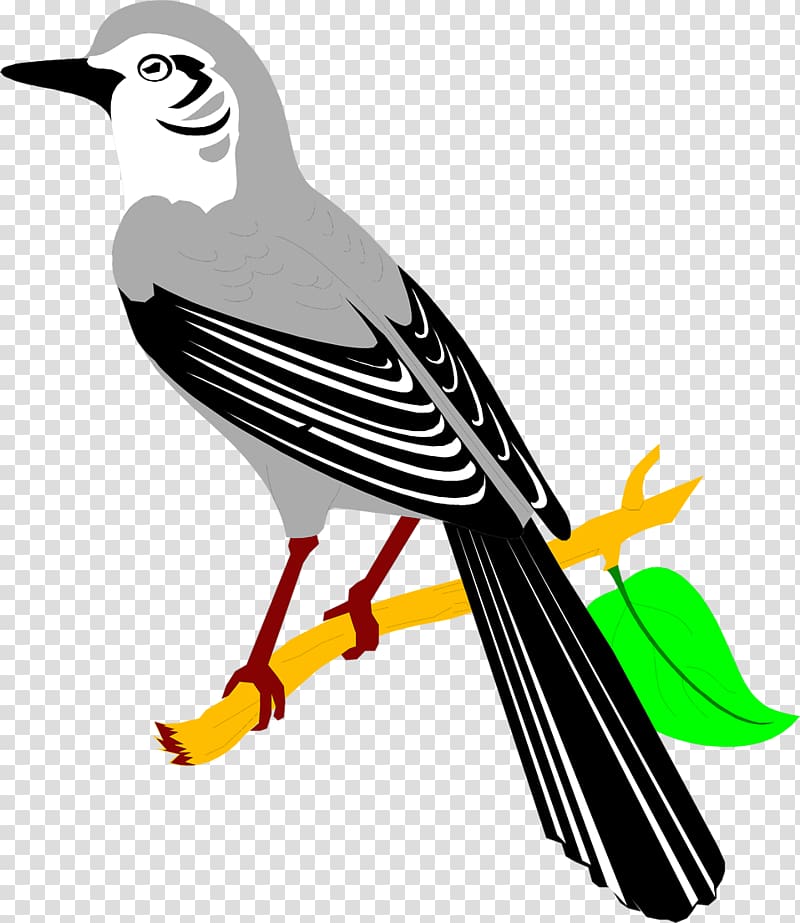 Northern mockingbird , Bird transparent background PNG clipart