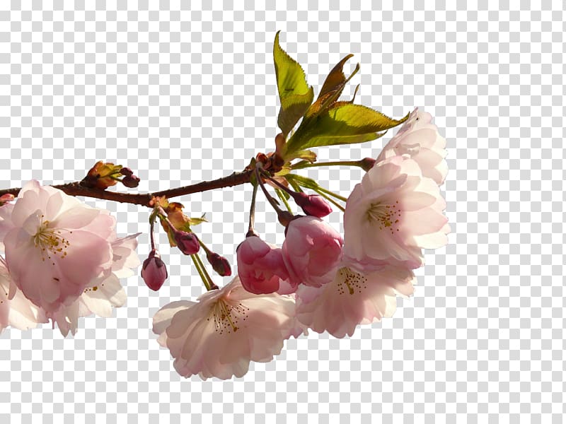 Prunus serrulata Cerasus Cherry blossom, White cherry blossoms transparent background PNG clipart