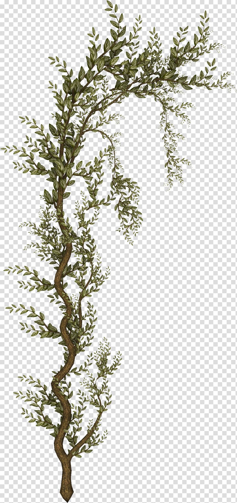 Tree Shrub Raster graphics , branch transparent background PNG clipart