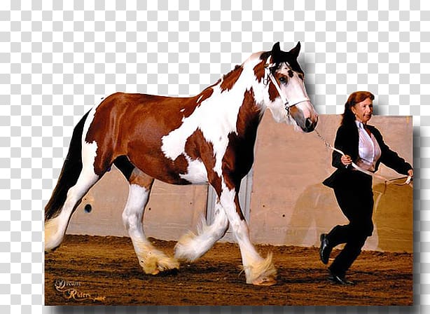 Stallion Mustang Gypsy horse American Drum Horse, mustang transparent background PNG clipart