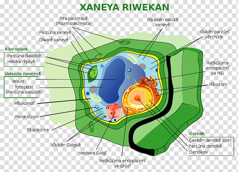 Plant cell Eukaryote Cell nucleus Plants, plant cell parts transparent background PNG clipart
