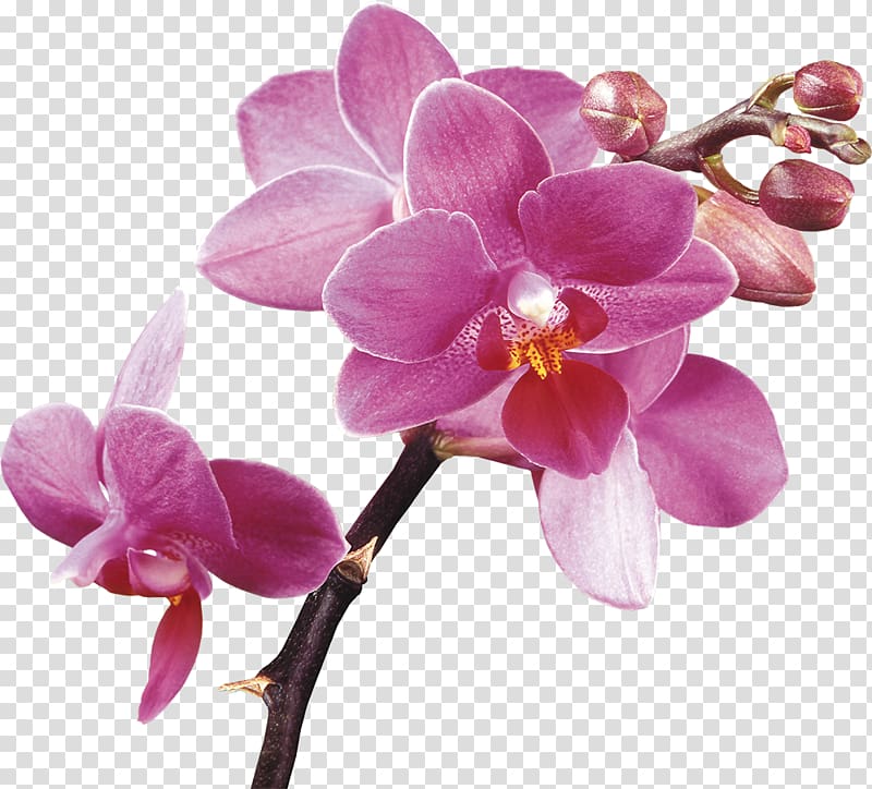 Orchids Purple , crocus transparent background PNG clipart