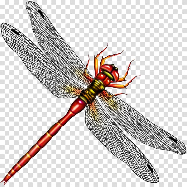 Dragonfly , dragonfly transparent background PNG clipart