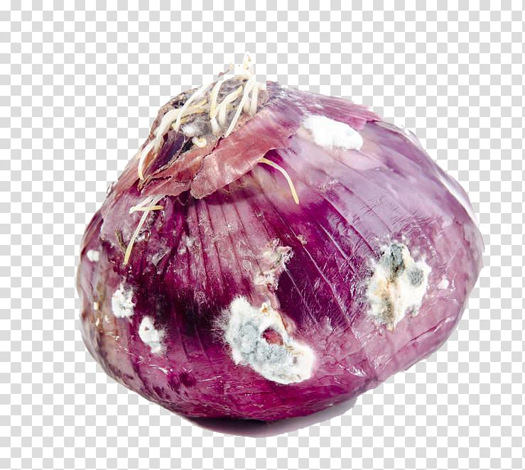 Red onion Vegetable Mold Vegetarian cuisine, Moldy onions transparent background PNG clipart