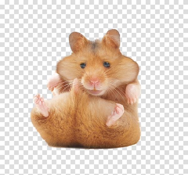 Golden hamster Rodent Gerbil Your Hamster, hamster transparent background PNG clipart