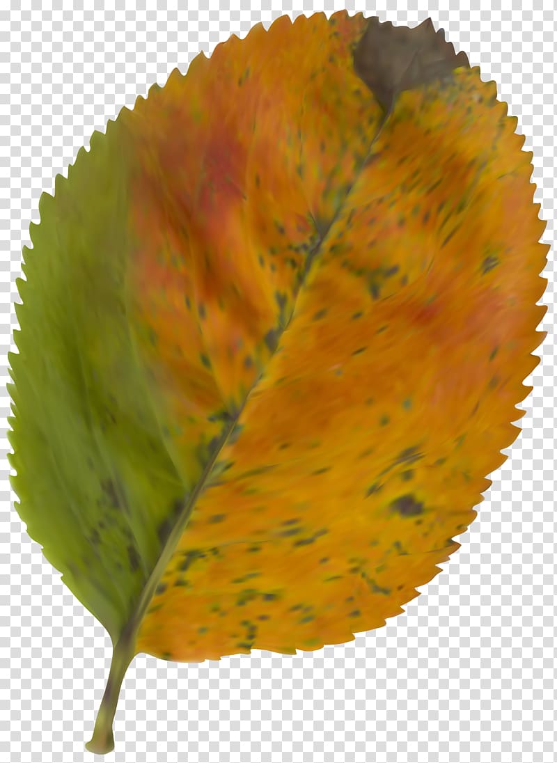 orange and green ovate leaf, Autumn leaf color , Beautiful Autumn Leaf transparent background PNG clipart