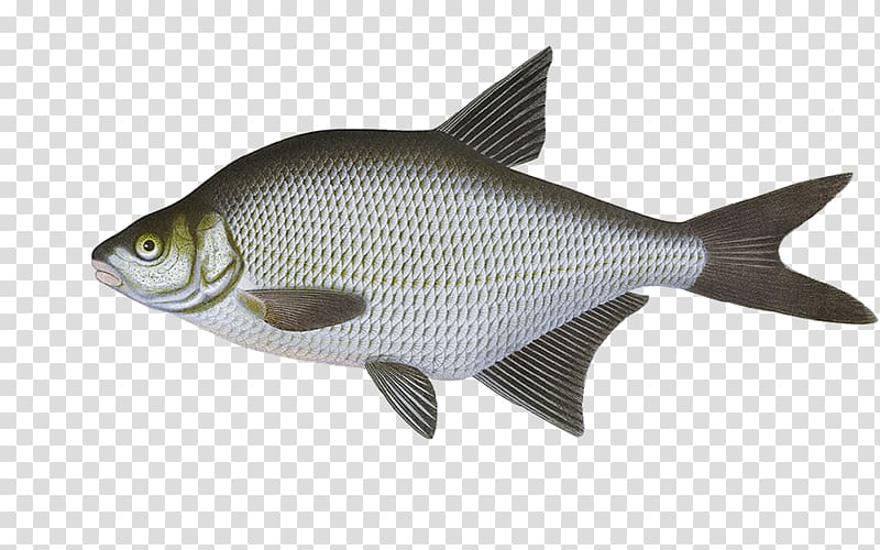 Suomen kalat Common carp Fish Common bream Crucian carp, fish transparent background PNG clipart