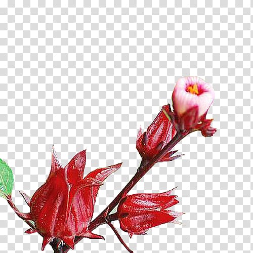 red petaled flower, Roselle Flowers Roselle Flowers, Roselle flower material transparent background PNG clipart