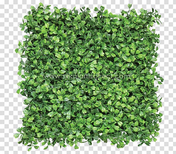 green leaf plastic decor, Box Mat Hedge Green wall Fence, tree top transparent background PNG clipart