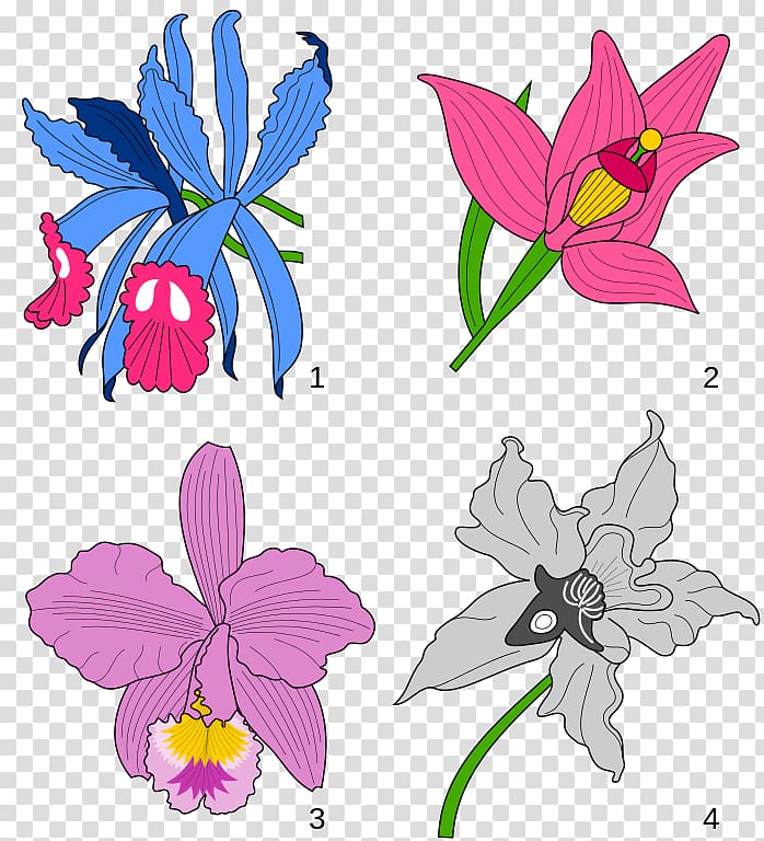 Cattleya trianae Floral design Orchids Heraldry , Orchids For Free transparent background PNG clipart