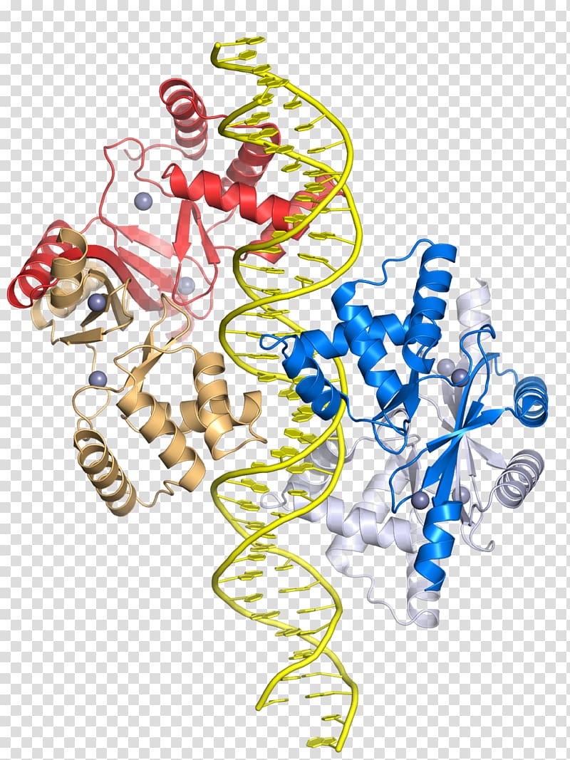 Zinc uptake regulator Gene Transcription factor, Protein Domain transparent background PNG clipart