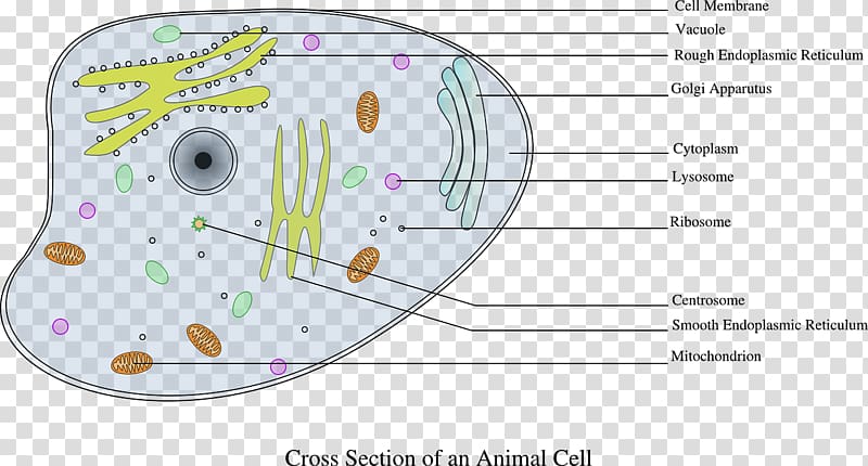 Cell Cèl·lula animal , biology transparent background PNG clipart