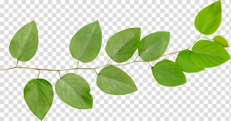 Leaf Branch Tree , Mint transparent background PNG clipart