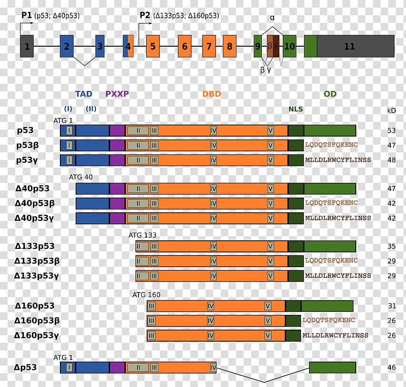 p53 Isoforma Exon Alternative splicing Gene isoform, others transparent background PNG clipart