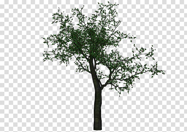 Twig Portable Network Graphics Adobe shop Tree Computer file, Sakura trees transparent background PNG clipart