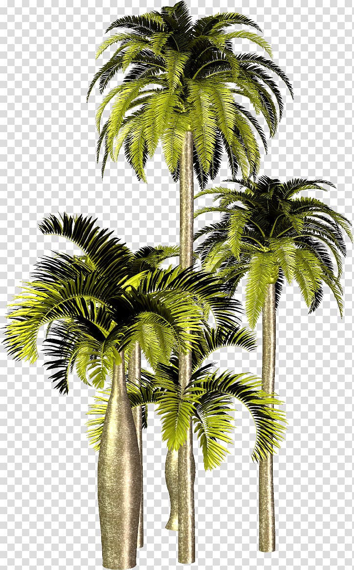 Asian palmyra palm Attalea speciosa Arecaceae Tree , tree transparent background PNG clipart