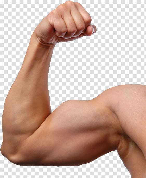 Muscle transparent background PNG clipart