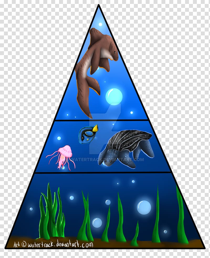 leatherback-sea-turtle-food-pyramid-food-pyramid-transparent