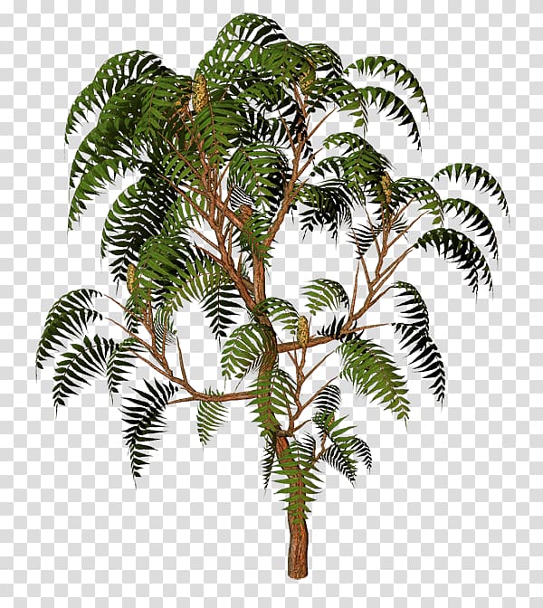 Babassu Asian palmyra palm Oil palms Coconut Date palm, coconut transparent background PNG clipart