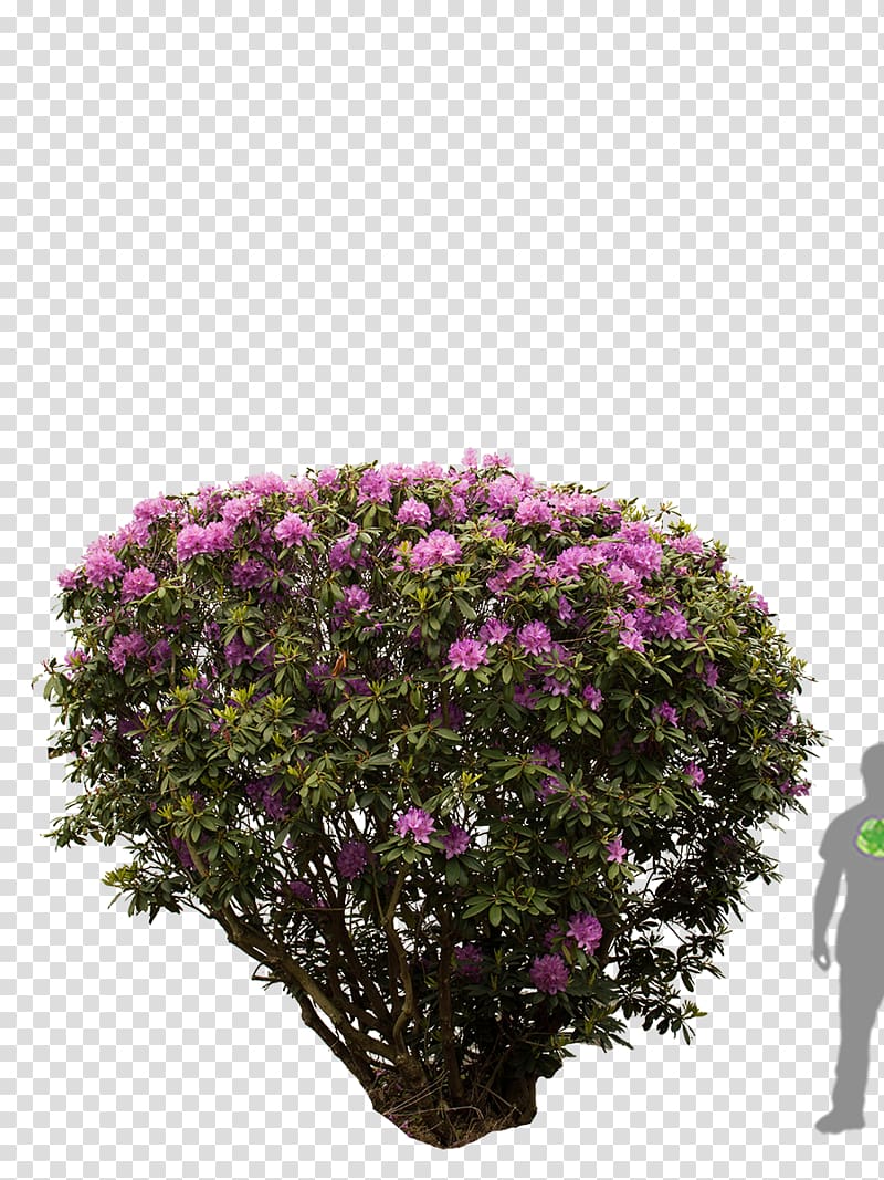 Rhododendron Tree Shrub Azalea Flower, tree transparent background PNG clipart