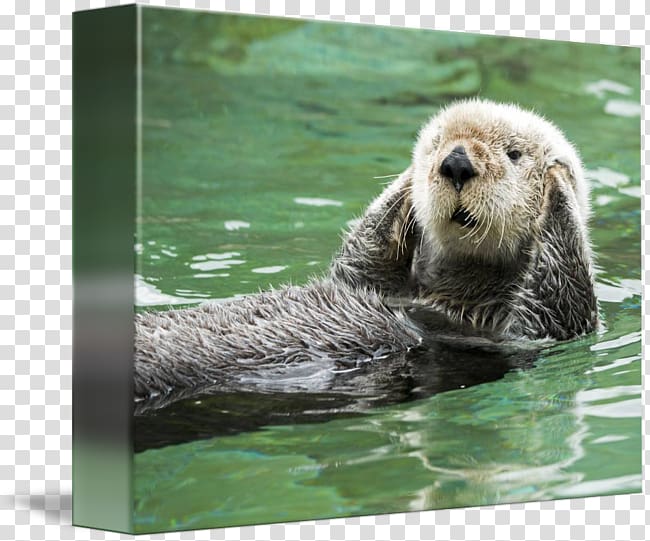 Sea otter Greeting & Note Cards Monterey Bay Marine mammal, hear no evil transparent background PNG clipart