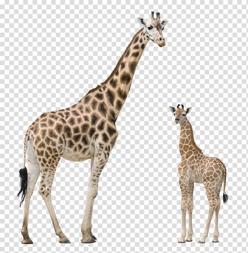 Giraffe Pixabay Illustration, Giraffe transparent background PNG clipart