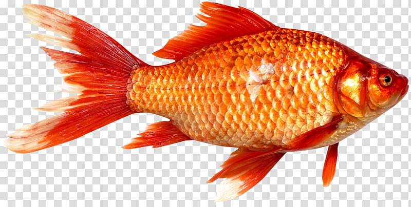 orange koi fish, Goldfish Prussian carp Fish as food, Fish transparent background PNG clipart