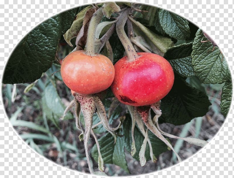 Rose hip Bush tomato Cherry Shrub, cherry transparent background PNG clipart