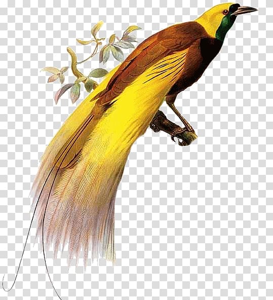 Lesser bird-of-paradise Owl Parrot, Bird transparent background PNG ...
