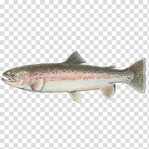 Round Valley Reservoir Polyploid Rainbow trout Chinook salmon, fish transparent background PNG clipart