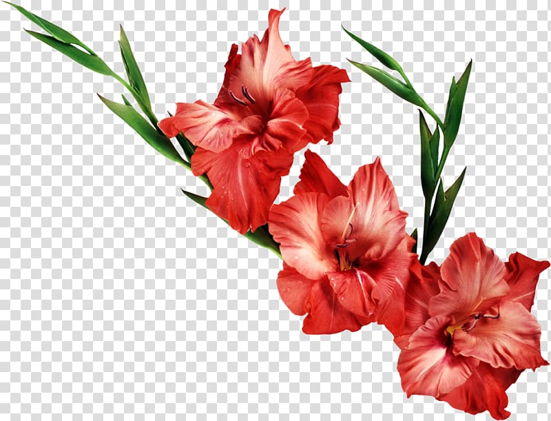 red hibiscus illustration, Gladiolus Birth flower , Gladiolus Background transparent background PNG clipart