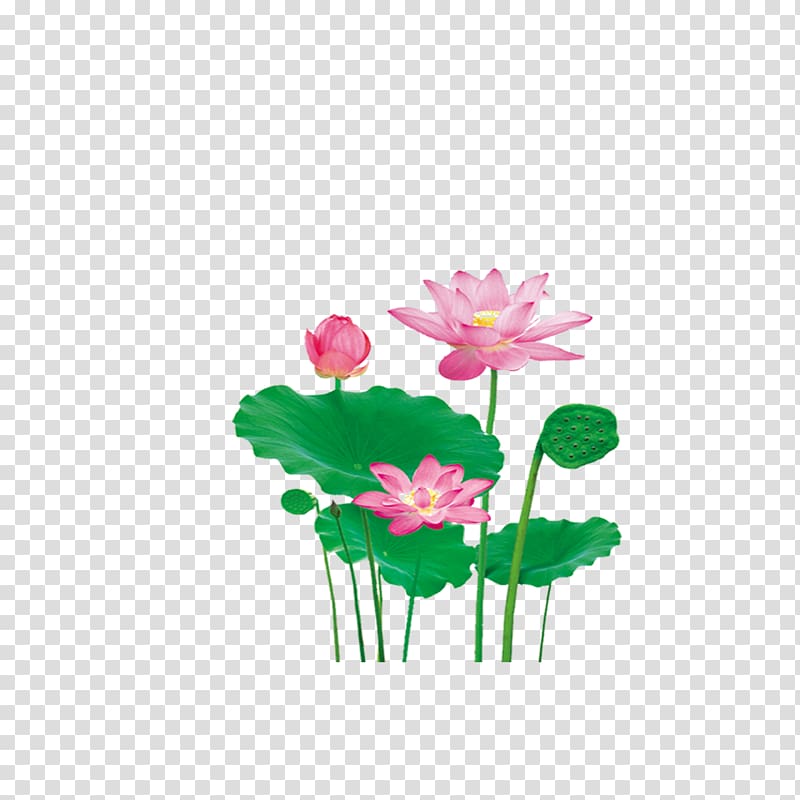 Nelumbo nucifera Lotus effect Leaf, Beautiful lotus transparent background PNG clipart